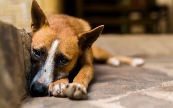 Imagem 1 da notícia: Não ao abandono de animais: vereadores criam Campanha Dezembro Verde