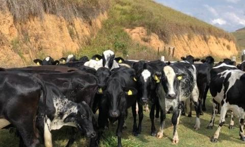 Imagem 1 da notícia: Câmara Entrevista vai abordar o melhoramento genético nesta sexta-feira, 30