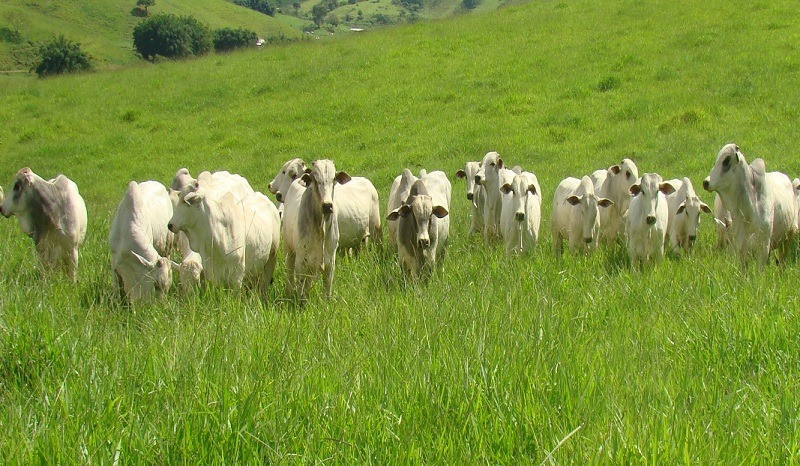 Imagem 1 da notícia: Câmara Entrevista desta sexta-feira (13) fala sobre pecuária de corte