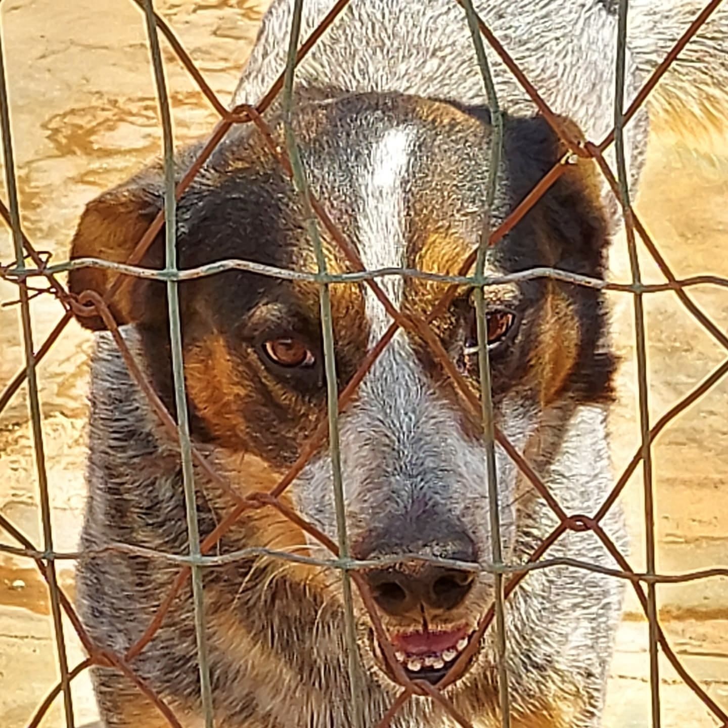Imagem 2 da notícia: Comissão de Ordem Social intensifica ações de conscientização para adoção de cães durante Semana de Proteção Animal