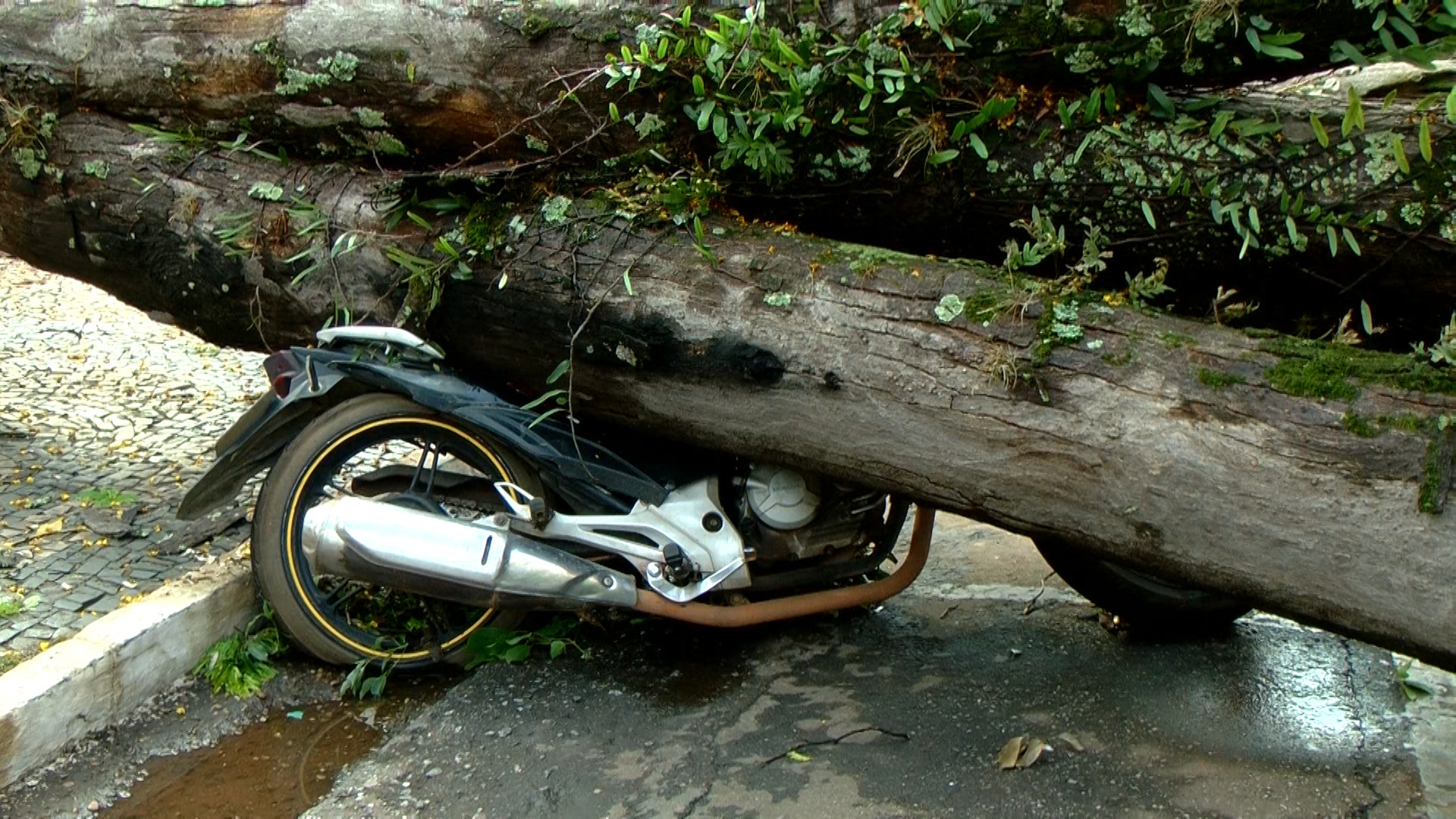Imagem 4 da notícia: Presidente acompanha estragos causados por queda de árvores no centro da cidade