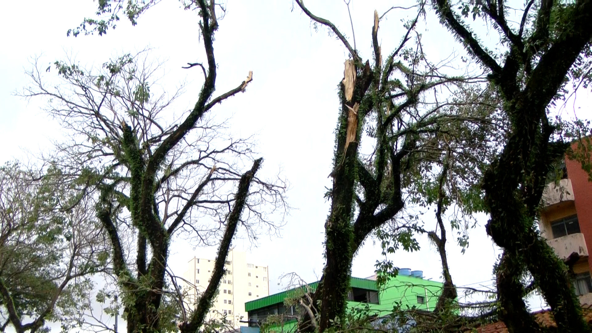 Imagem 6 da notícia: Presidente acompanha estragos causados por queda de árvores no centro da cidade
